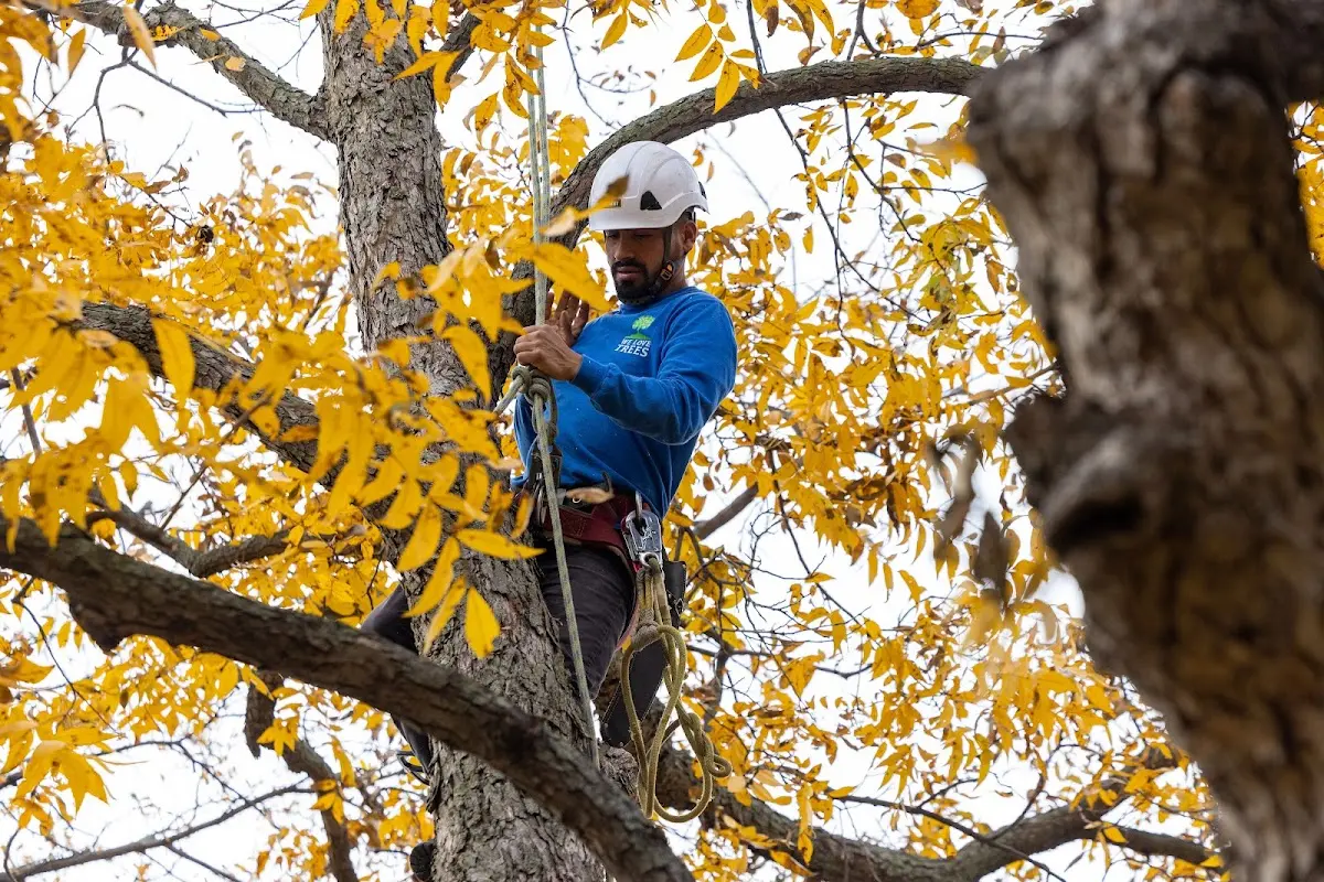 Skilled Tree Trimming crew working in Enid